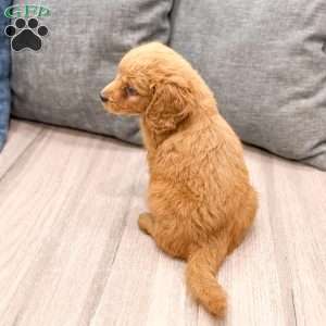 Scarlett, Goldendoodle Puppy