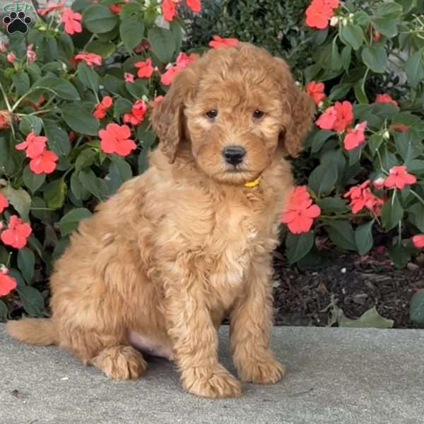 Joey, Mini Goldendoodle Puppy