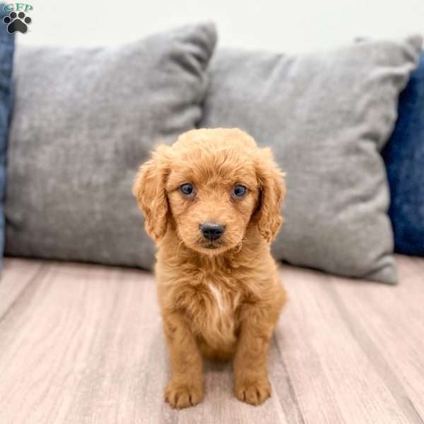 Scarlett, Goldendoodle Puppy