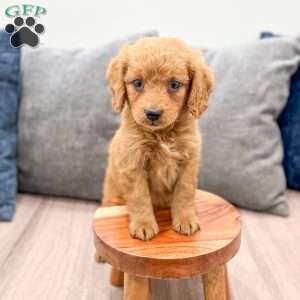 Scarlett, Goldendoodle Puppy