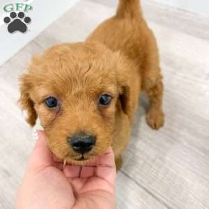 Scarlett, Goldendoodle Puppy