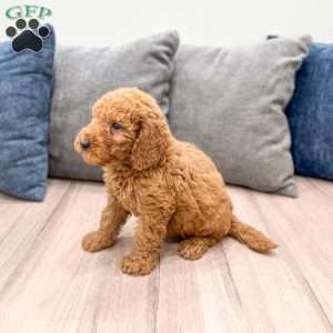 Copper, Goldendoodle Puppy
