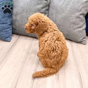 Copper, Goldendoodle Puppy