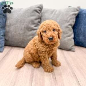 Copper, Goldendoodle Puppy