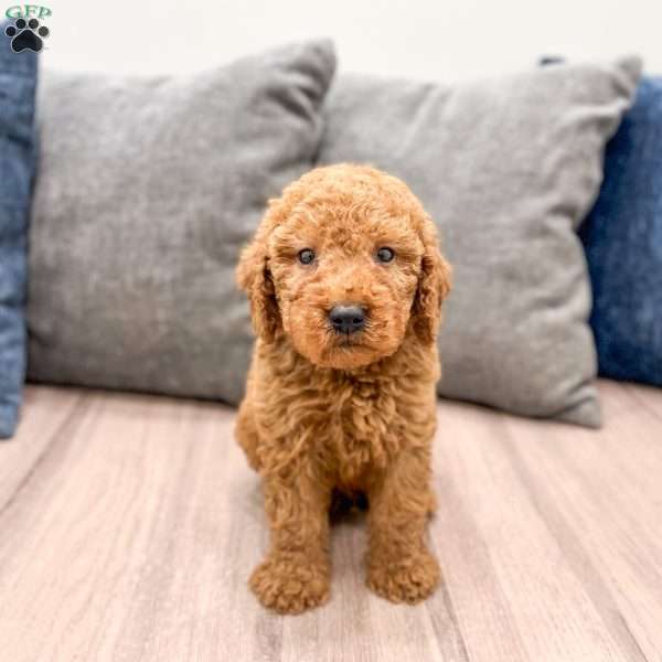 Copper, Goldendoodle Puppy