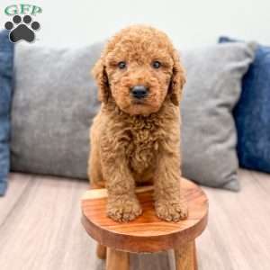 Copper, Goldendoodle Puppy