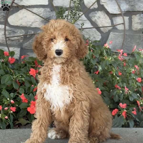 Frankie, Goldendoodle Puppy