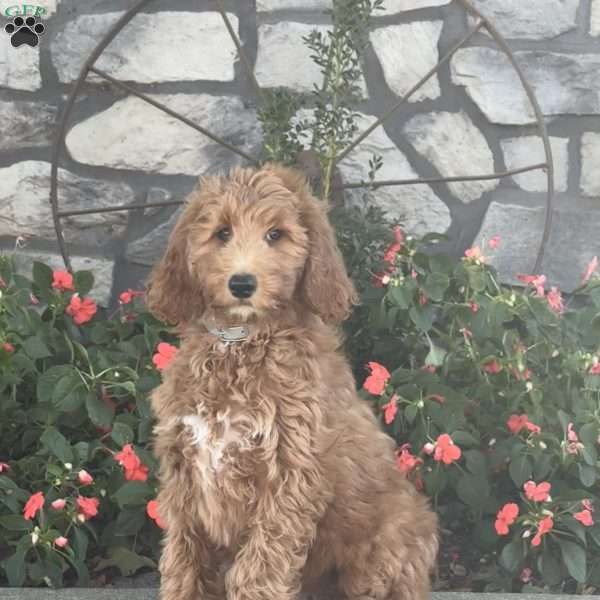 Fiona, Goldendoodle Puppy
