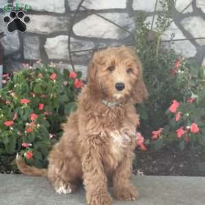 Fiona, Goldendoodle Puppy