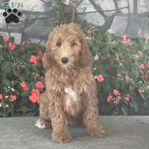 Fiona, Goldendoodle Puppy
