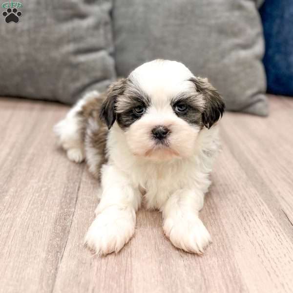 Asher, Shih Tzu Puppy