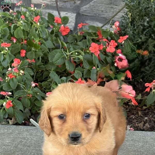 Tiny, Golden Retriever Puppy