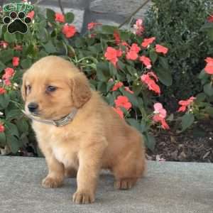 Tiny, Golden Retriever Puppy