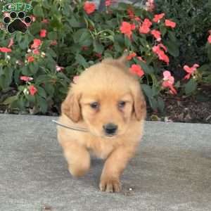 Tiny, Golden Retriever Puppy
