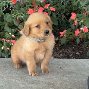 Tiny, Golden Retriever Puppy