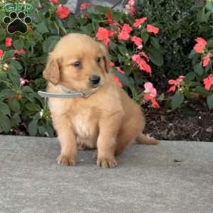 Tiny, Golden Retriever Puppy
