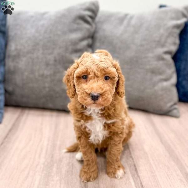 Axel, Mini Goldendoodle Puppy