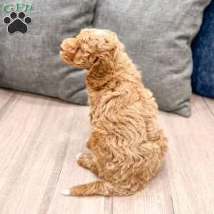 Axel, Mini Goldendoodle Puppy
