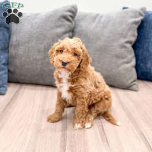 Axel, Mini Goldendoodle Puppy