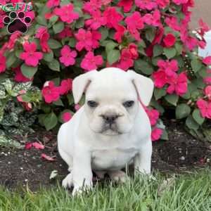 Wally, French Bulldog Puppy