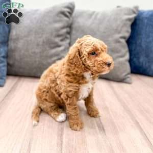 Axel, Mini Goldendoodle Puppy