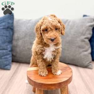 Axel, Mini Goldendoodle Puppy