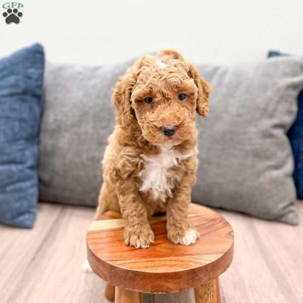 Axel, Mini Goldendoodle Puppy