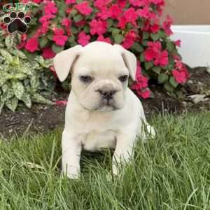 Wally, French Bulldog Puppy