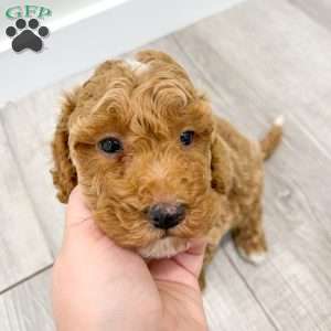 Axel, Mini Goldendoodle Puppy