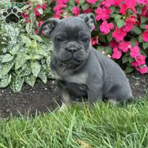 Wes, French Bulldog Puppy