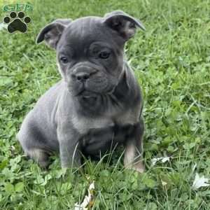 Wes, French Bulldog Puppy