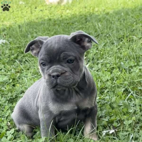 Wes, French Bulldog Puppy