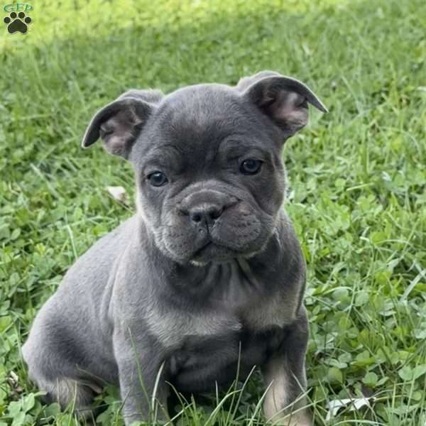 Wes, French Bulldog Puppy