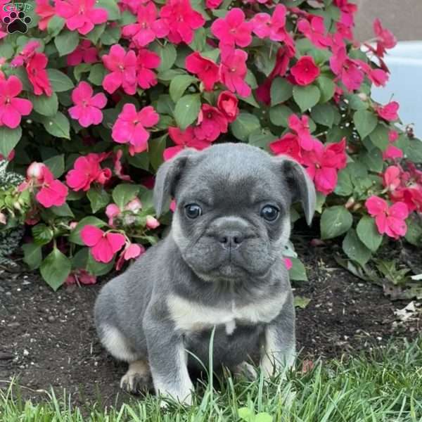 Woody, French Bulldog Puppy