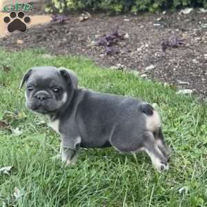 Woody, French Bulldog Puppy
