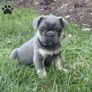 Woody, French Bulldog Puppy