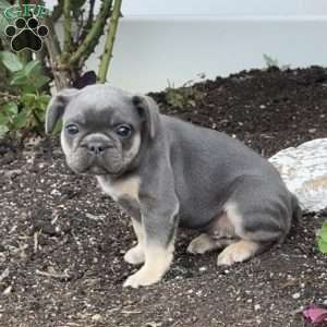 Woody, French Bulldog Puppy