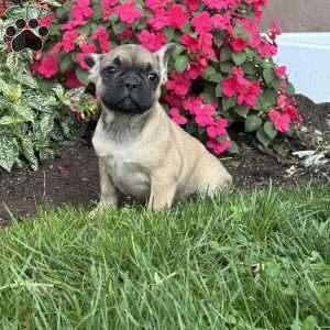 Willow, French Bulldog Puppy