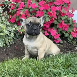 Willow, French Bulldog Puppy