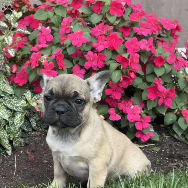 Willow, French Bulldog Puppy