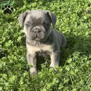 Woody, French Bulldog Puppy