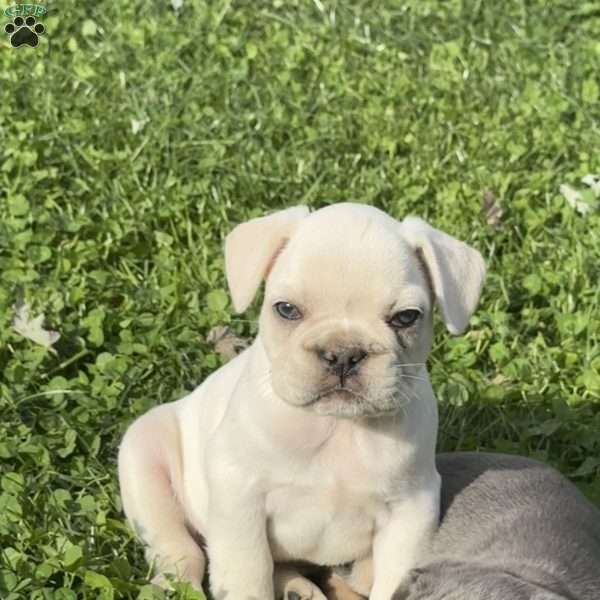 Wally, French Bulldog Puppy