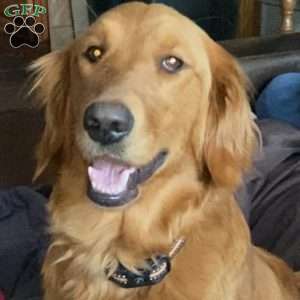 Yellow, Goldendoodle Puppy