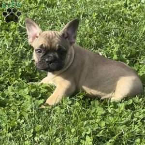 Willow, French Bulldog Puppy