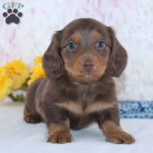 Denver, Dachshund Puppy