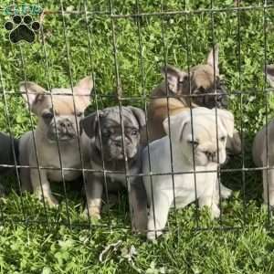 Wally, French Bulldog Puppy
