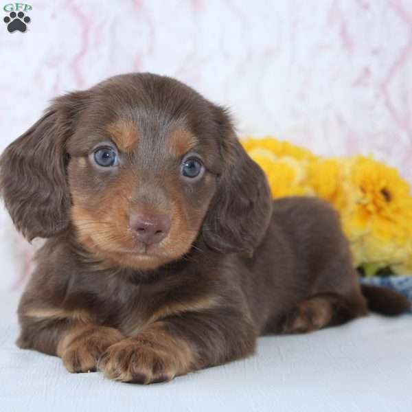 Denver, Dachshund Puppy