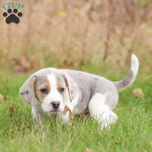 Zeke, Beagle Puppy