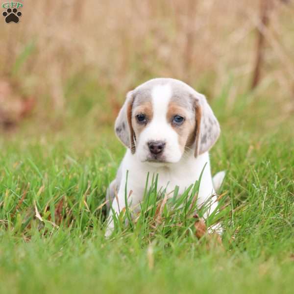 Zeke, Beagle Puppy