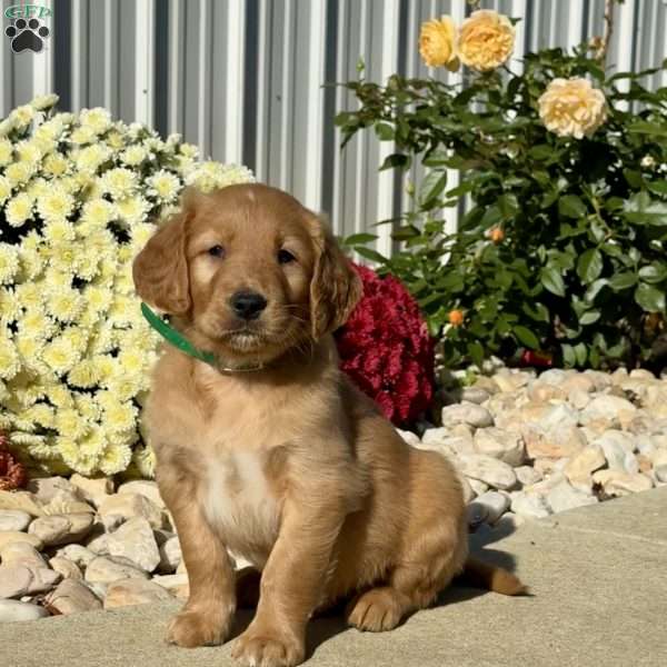 Nugget, Golden Retriever Puppy